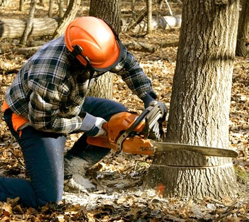 Tree Removal in Angleton, TX